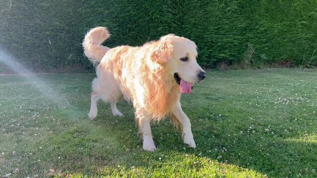 Labrador shakes his fur after swimming in the pool in a garden
