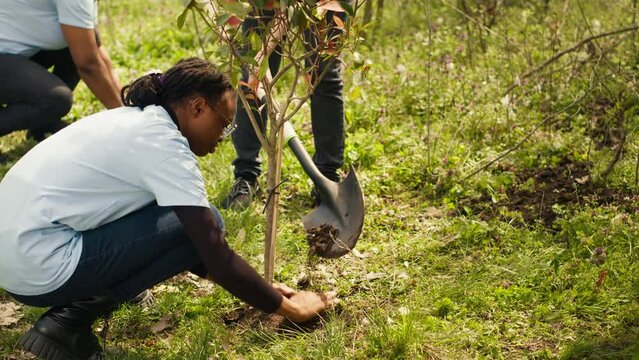 Team of volunteers planting trees in the forest by digging holes in the ground, giving life to the natural habitat and ecosystem. Activists doing voluntary work to save the planet. Camera A.