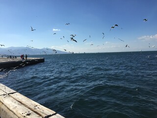 seagulls in the sea