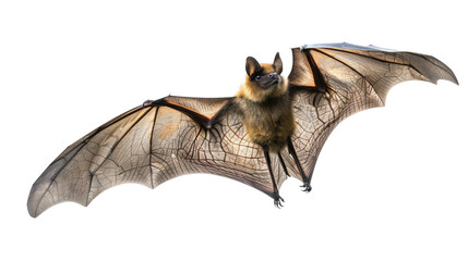 Bat