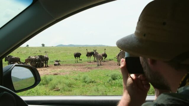man traveler in safari hat takes photo from vehicle of buffalo herd. Traveling photographer taking photos during safari. man traveler and photographer standing in desert looking at wildlife animals