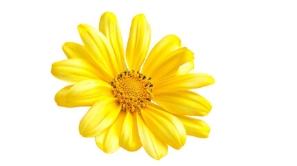 Yellow flower