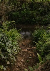 Fototapeta premium stream in the forest