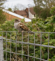 sparrow on a fence