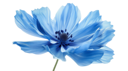 Blue flower