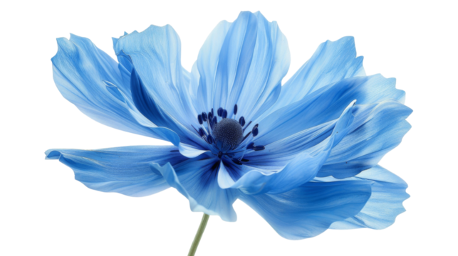 Blue flower