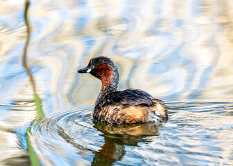 Little Grebe (Tachybaptus ruficollis) - Breeds in Europe, Asia & parts of Africa - 790420056