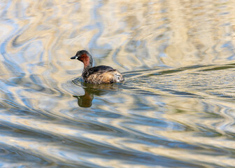 Little Grebe (Tachybaptus ruficollis) - Breeds in Europe, Asia & parts of Africa - 790420081