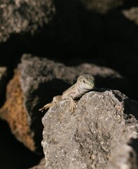 lizard on a rock