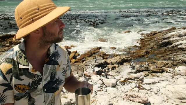 a male traveler in a safari hat drinks from a mug on the ocean near a flock of penguins. African penguin on the sandy beach. Boulders colony. Cape Town. South Africa. camping man drinking water 