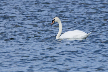 Swan on St. Lawrence River