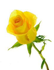 A Close-up Image of a Single Yellow Rose Isolated on White - 790422845