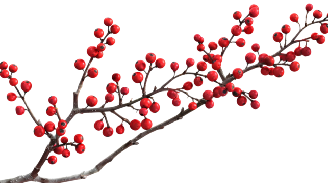 Red berries