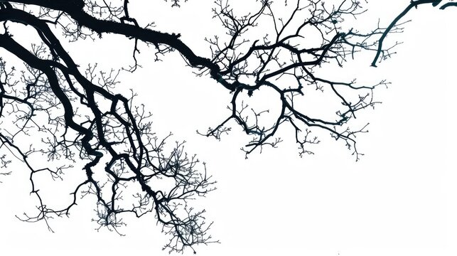 Silhouetted tree branches against a white background