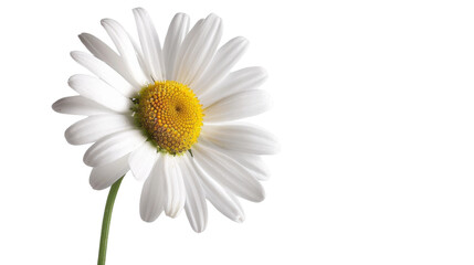 Fototapeta premium Chamomile