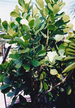 Clusia rosea - Autograph Tree, Pitch Apple in container
