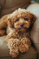 poodle puppy sleeping on the bed Generative AI