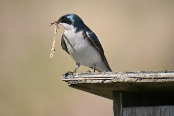 Tree swallow perched on a birdhouse during a spring season at the Pitt River Dike Scenic Point in Pitt Meadows, British Columbia, Canada