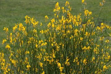 A Spanish broom or rush broom. Yellow flowers with green background. Spartium junceum.