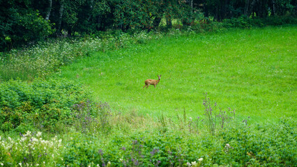 A Lone Deer in the Verdant Meadow