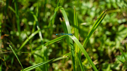 Azure Damselfly on a Blade of Grass