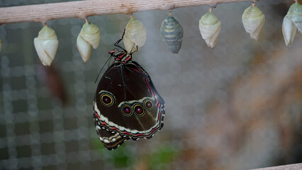 Butterfly Emergence: Life's Metamorphosis
