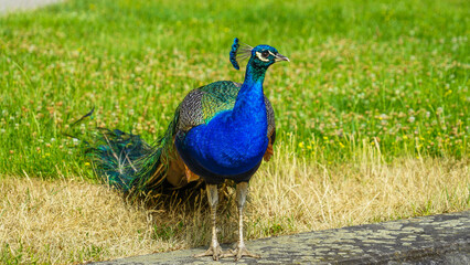 Obraz premium Vivid Splendor of a Peacock on Parade
