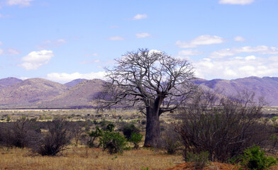 large baobab tree amid dry brush and savannah with mountains in the background