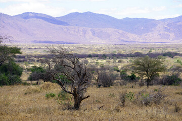 Trees and grassland with hills in the background in a national park in north-eastern Tanzania...