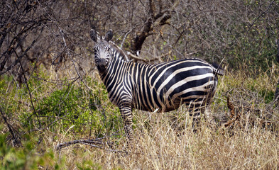 Curious zebra in a forest clearing during dry season