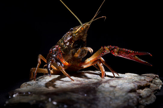 standing Gambero rosso della Louisiana - Procambarus clarkii. Ecrevisse de Louisiane, Louisiana Crayfish, Red Lobster (Ang). Sardinia, Italy