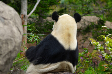 背中越しで竹を食べる動物園のパンダ
