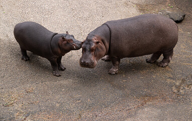 Two hippos standing next to each other on a dirt road. One is smaller than the other
