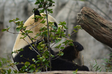 木々の向こう側で竹を食べる動物園のパンダ