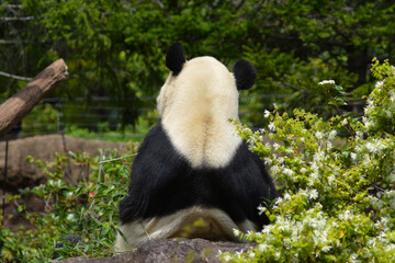 背中越しで竹を食べる動物園のパンダ