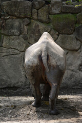 Fototapeta premium 動物園のクロサイ