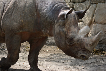 Obraz premium 動物園のクロサイ