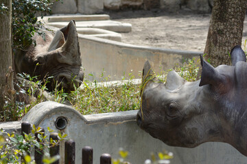動物園のクロサイ