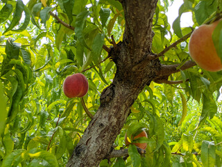 peaches growing on a peach tree