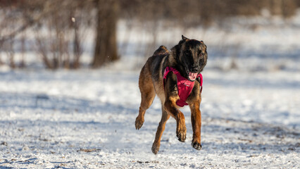 Belgian Malinois running