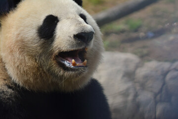 大口を開ける動物園のパンダ