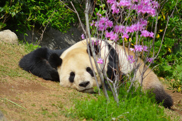 うつ伏せで寝る動物園のパンダ