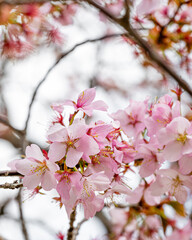 Close up of a beautiful branch of cherry blossom in spring