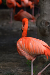 動物園のフラミンゴ