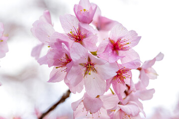 Close up of a beautiful branch of cherry blossom in spring	
