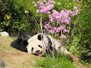 花の傍でうつ伏せで寝る動物園のパンダ