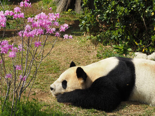 花の傍でうつ伏せで寝る動物園のパンダ