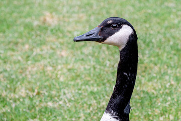 Canada goose close up portrait with background of spring