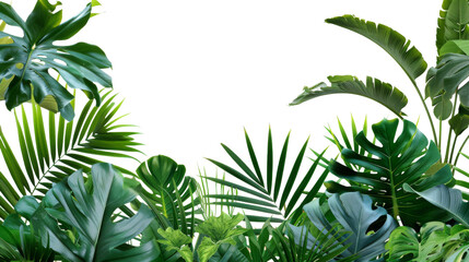 Leaf of a tropical plant transparent background