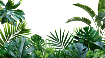 Leaf of a tropical plant transparent background